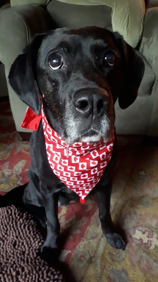 Huxley & Kent Bandana O Canada