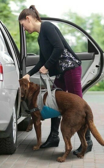 Kurgo Up & About Dog Lifter