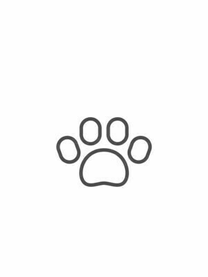 Chinchilla