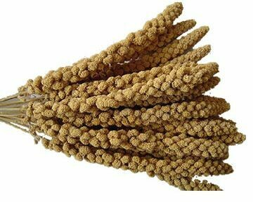 Topcrop Spray Millet 10" 227g