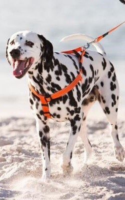 Rogz Utility Reflective Step-In Dog Harness M 16-24