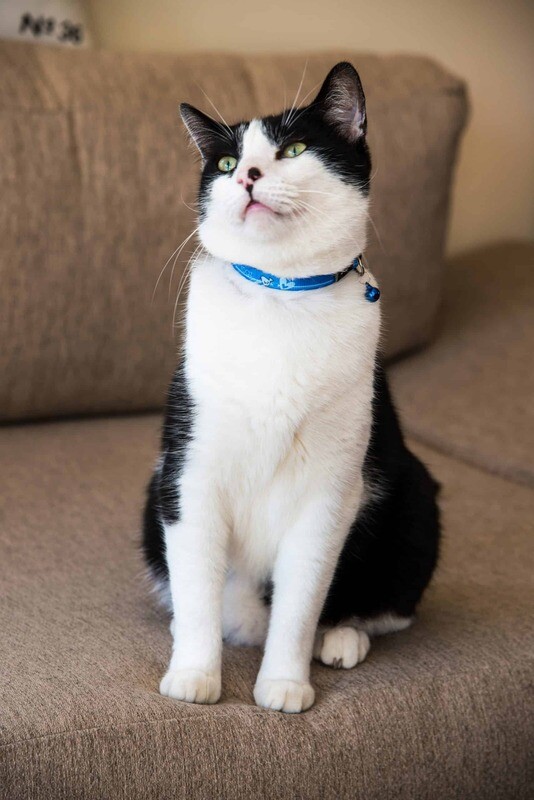 Rogz Cat Collar KiddyCat 6-9"