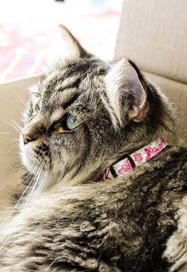 Rogz Cat Collar Glowcat 8-12"
