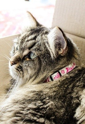 Rogz Cat Collar Glowcat 8-12