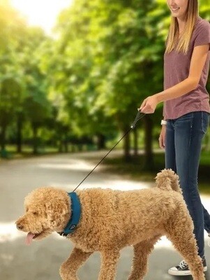 Nite Ize RadDog All-In-One Collar & Leash