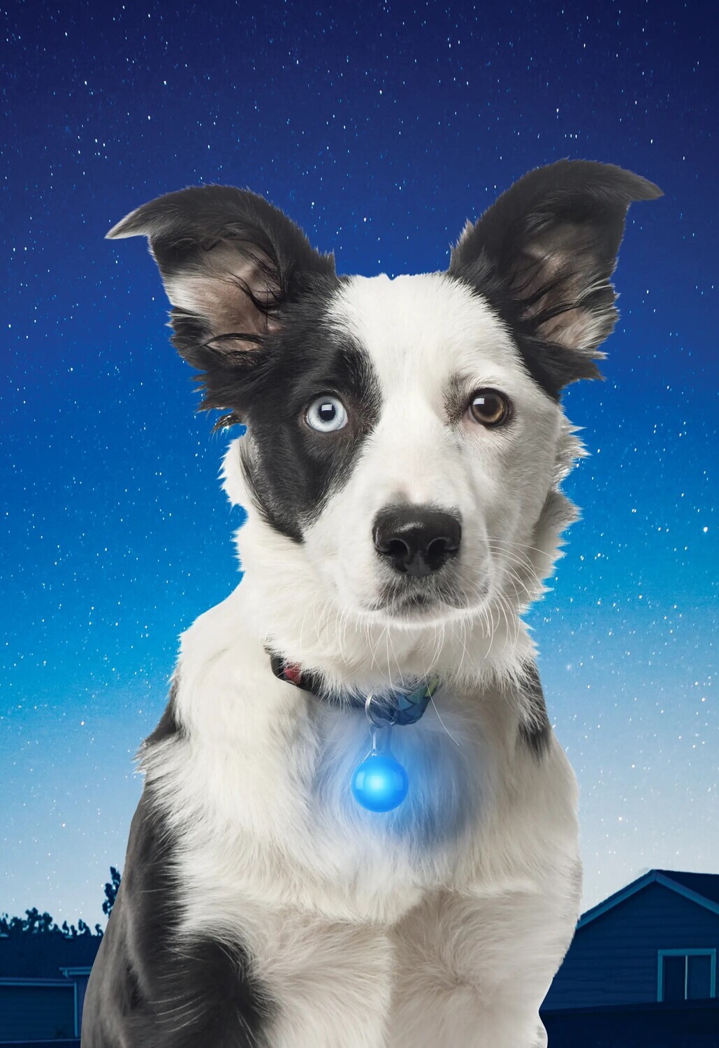 Nite Ize Spotlit Collar Light