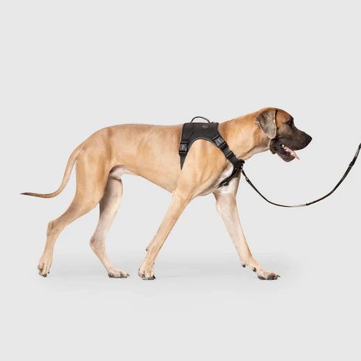 Canada Pooch Complete Control Harness Black