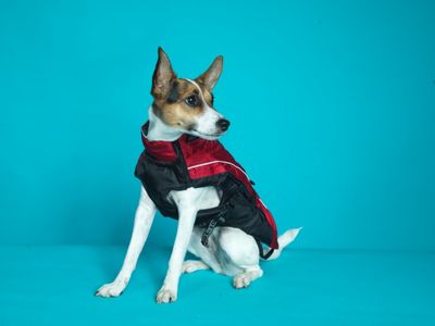 Rogz SnowSkin Insulated Jacket