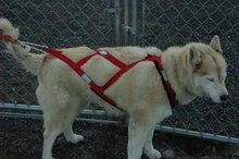 CanaDog Sled Dog Harness Regular X-Back Ripstop