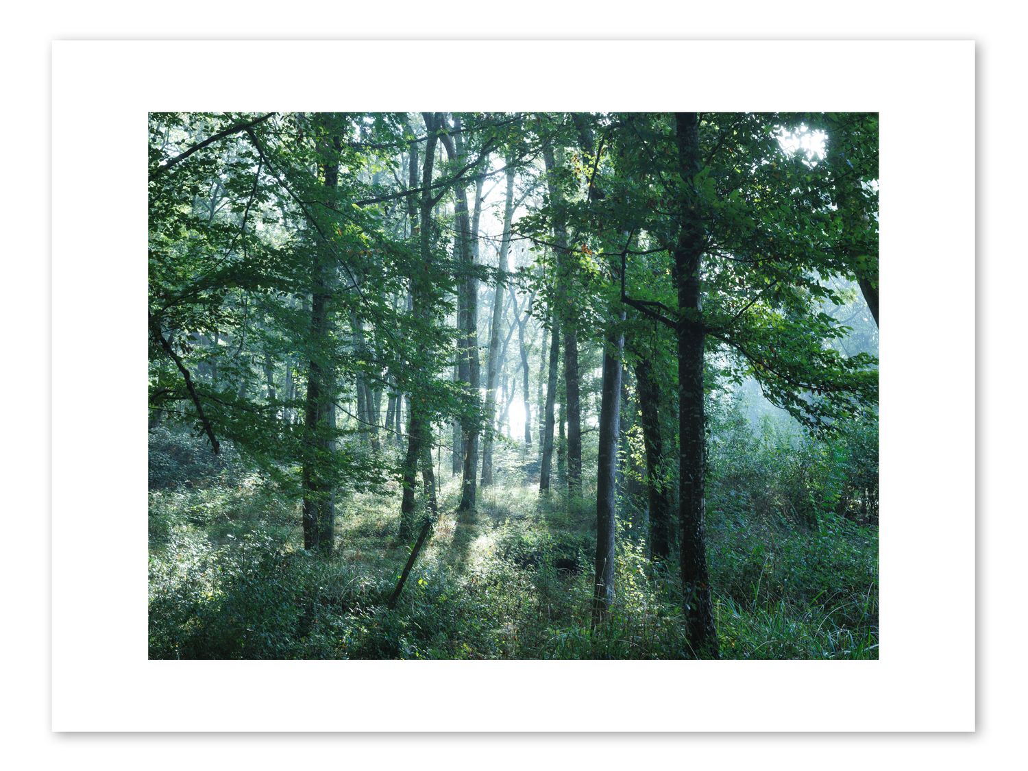 La Forêt