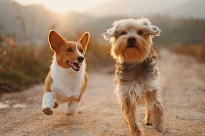 Chien