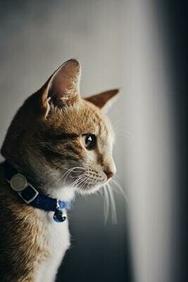Chat