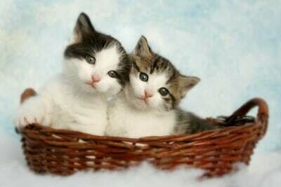 Nourriture chaton