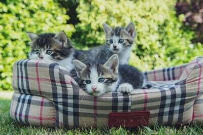 Coussin / Lit / Tente
