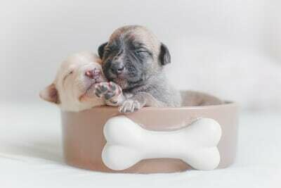 Nourriture chiot