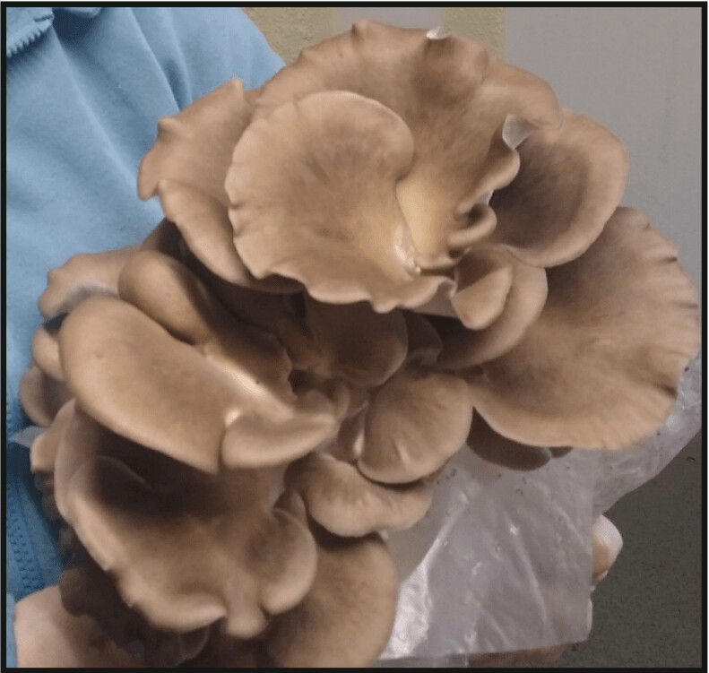 Italian Oyster Mushroom