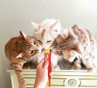 Snack Gato