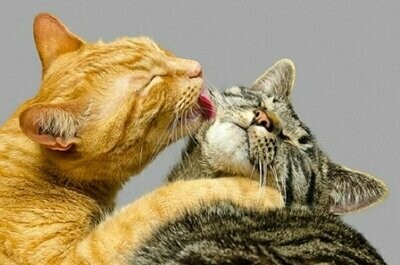 Higiene Gato