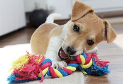 Juguetes perro