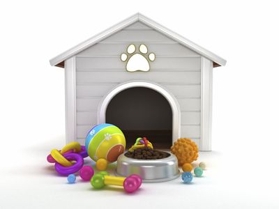 Indoor perro