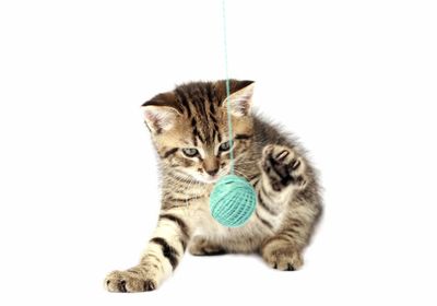 Juguetes gato