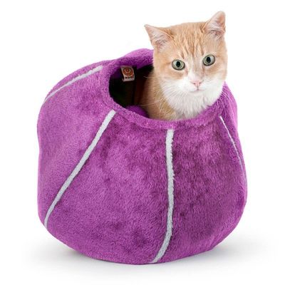 Indoor gato