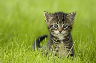 Outdoor gato