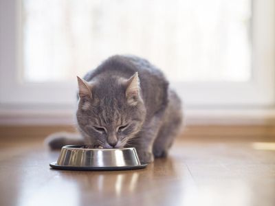 Barf Gato