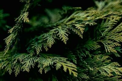 Cedar Melts