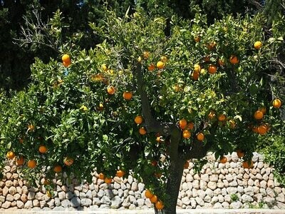 Orange Grove Melts
