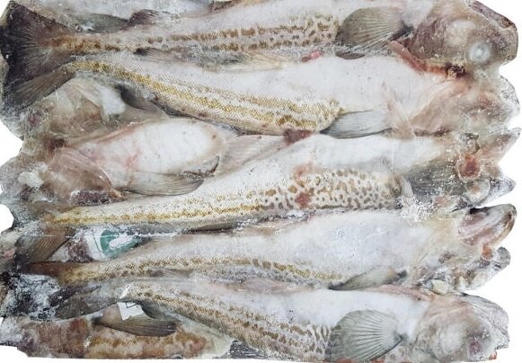 OceanGate Frozen Whole Pollack (동태) 50LB