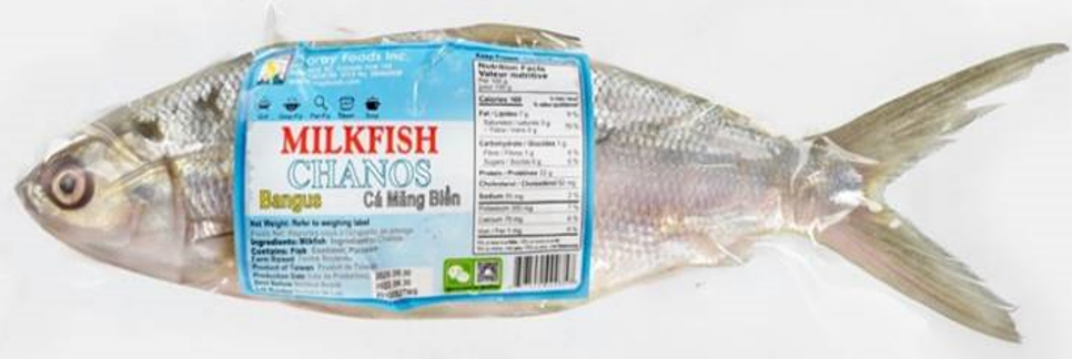 Searay Milkfish WR 갯 농어 600~800 1.43KG x 11