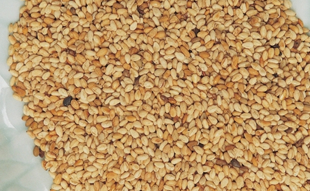 Sesame Seeds 참깨 50LB