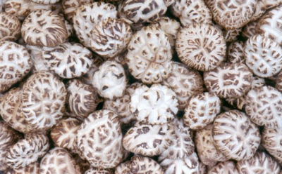 AMT Dried Flower Mushrooms 말린 화고 버섯 10KG