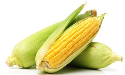 Freestone Corn 옥수수