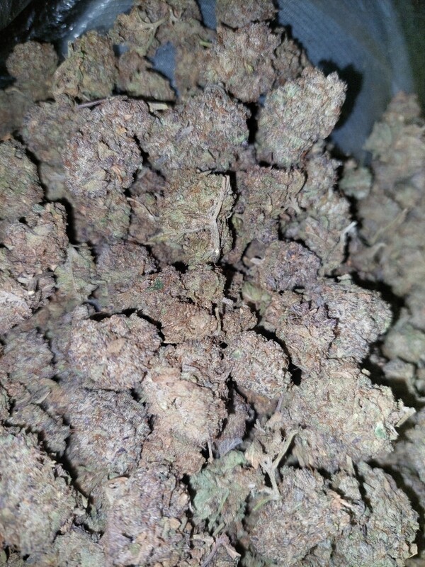 Gelato 41 30 a 8th