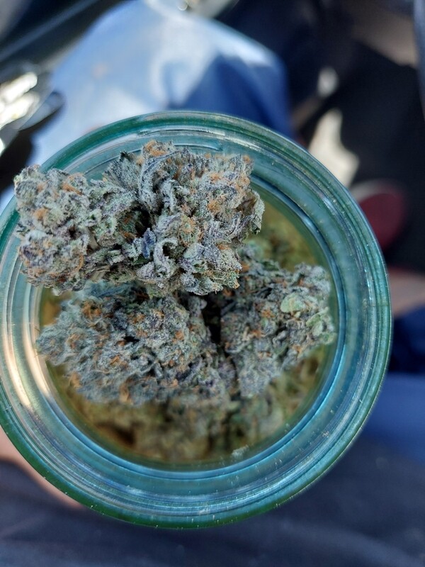 GELATO 8th 