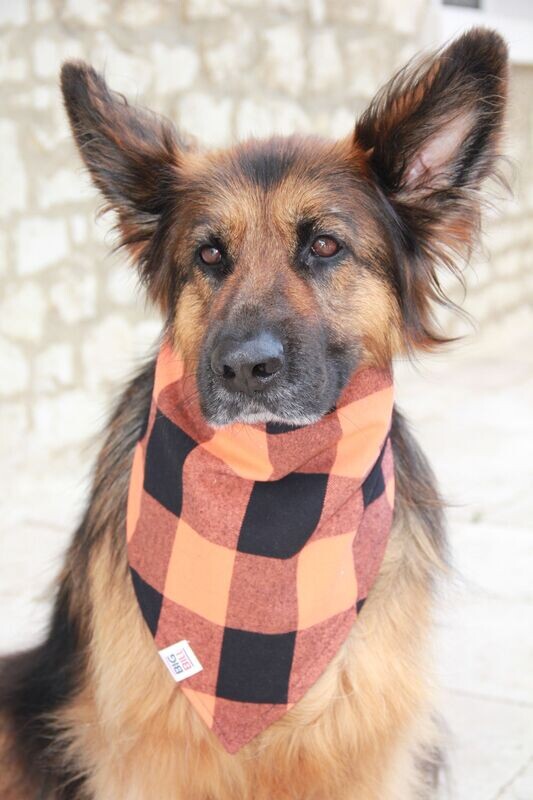 Dog Bandana