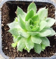 Sempervivum
