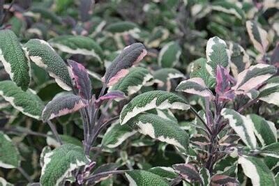 Sauge officinalis tricolore