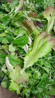 Mesclun mélanges jeunes pousses