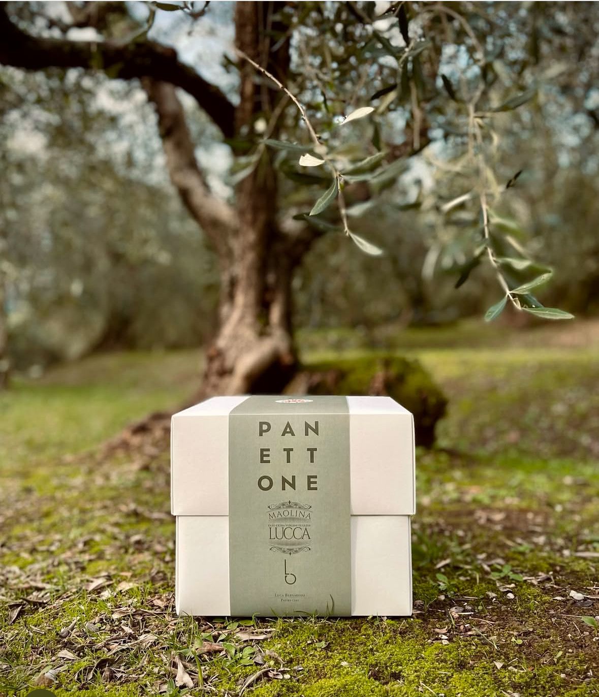 Panettone with Maolina Evo Oil Awarded Golden Lion 2023 1kg