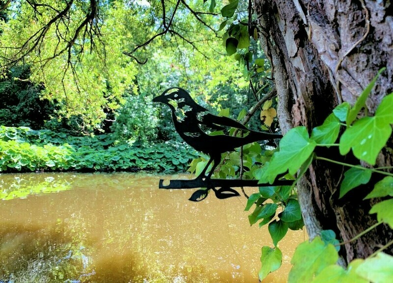 Amsel
