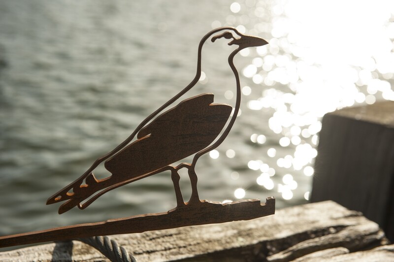 Möwe