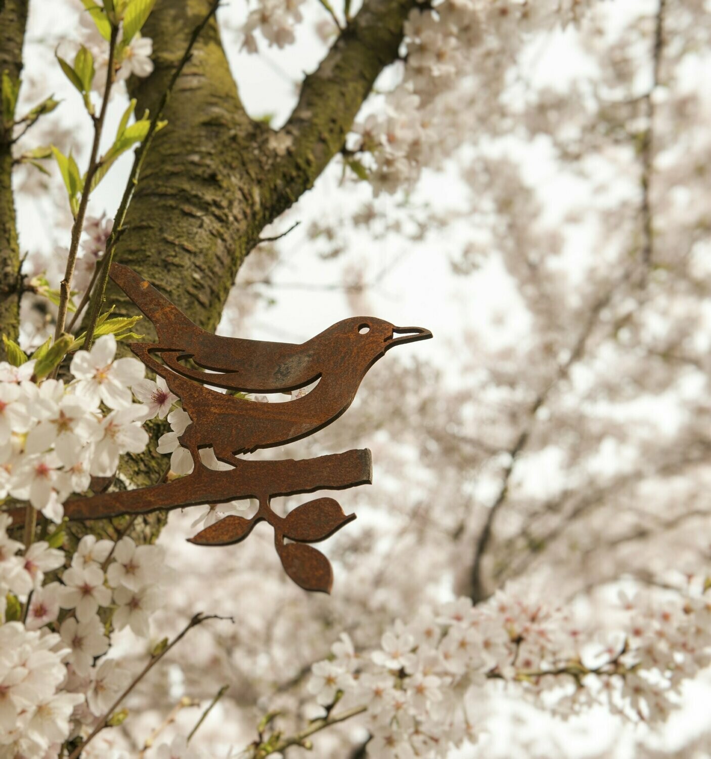 Birdwise Amsel