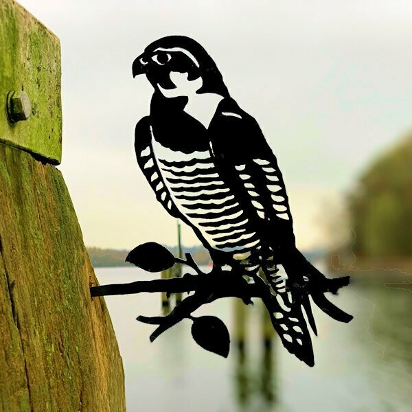 Wanderfalke