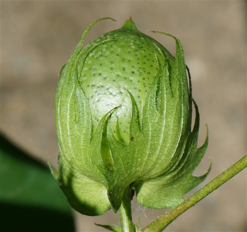 Cotton