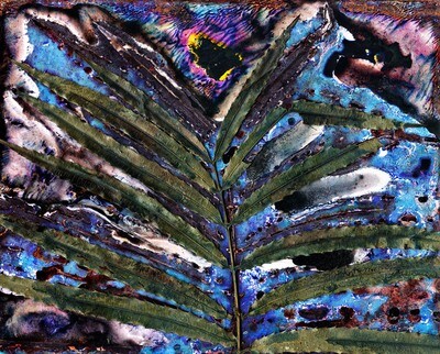 Turnipwood (Akania bidwillii) Silverleaf Moonlight / Artwork