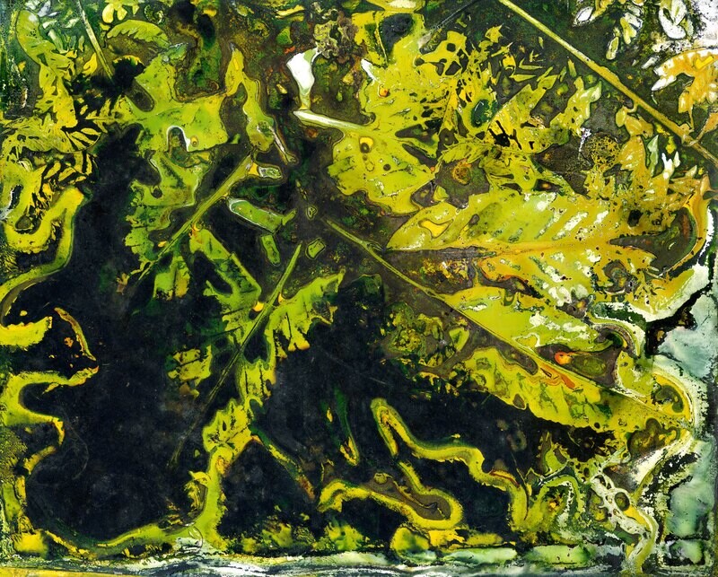 Antarctic Beech (Nothofagus moorei) / Artwork Antarctic Beech (Nothofagus moorei) / Artwork