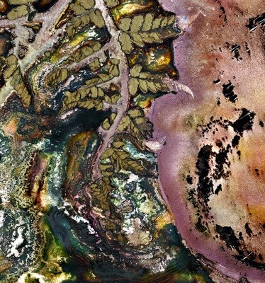 Tree Fern (Cyathea Australis) Nebula/ Artwork